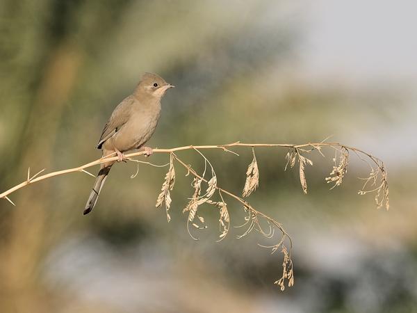 <h3><a href="/trips/oman/biota/animalia/chordata/aves/040 passeriformes/064 hypocoliidae/hypocolius ampelinus/hypocolius ampelinus-nl.html">Hypocolius&nbsp;ampelinus</a> / Grey&nbsp;hypocolius / Zijdestaart</h3>OM-1 Mark II met OLYMPUS M.150-400mm F4.5, 1/2000 sec  bij F7.1, ISO 800, afstand 35.4&nbsp;m